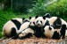 Panda Veľká v Číne